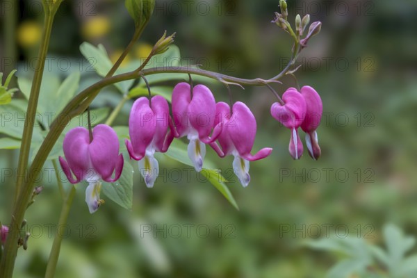Watering heart (Lamprocapnos spectabilis), Netherlands