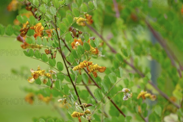 Bladder senna (Colutea arborescens) or common bladderwort, Netherlands