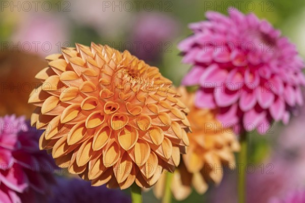 Dahlias (Dahlia), Münsterland, North Rhine-Westphalia, Germany