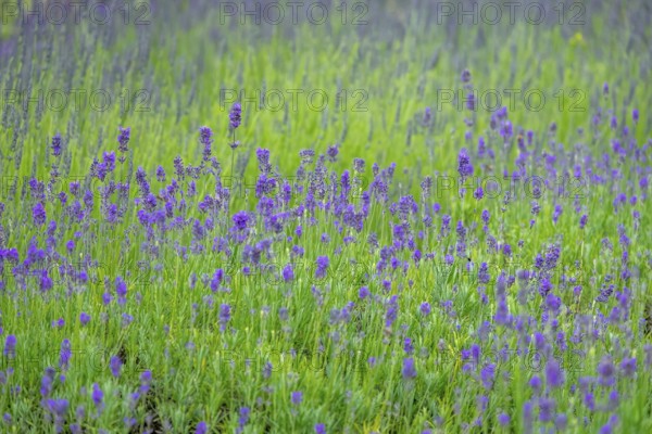 Flowering lavender (Lavandula), Netherlands