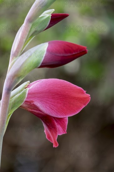 Butterfly gladiolus (Gladiolus papilio), North Rhine-Westphalia, Germany