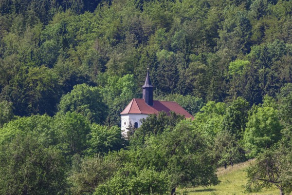 Maria Zell pilgrimage church, church, sacred building, below the Zeller Horn, trees, Hechingen district of Boll, Zollernalbkreis, Baden-Württemberg, Germany