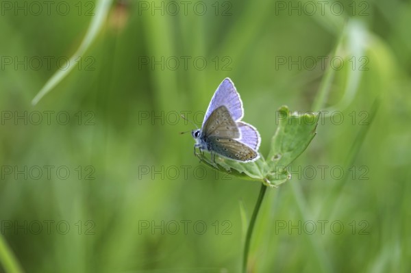 Hauhechel blue butterfly (Polyommatus icarus), male, blue, green, meadow, close-up, North Rhine-Westphalia, Germany, upper and lower side of the wings of the blue butterfly are clearly visible