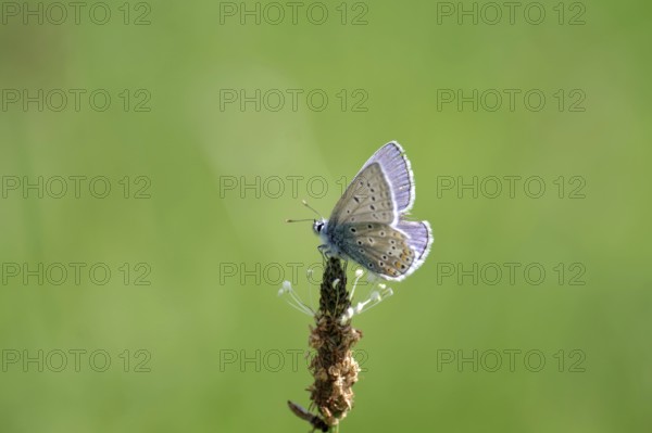 Blue butterfly (Polyommatus icarus), male, blue, green, meadow, close-up, North Rhine-Westphalia, Germany, The male of the blue butterfly is sitting on the flower of ribwort plantain