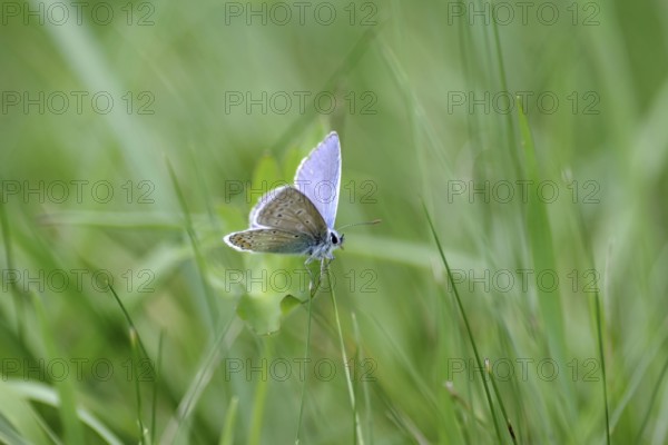 Blue butterfly (Polyommatus icarus), male, blue, green, meadow, close-up, North Rhine-Westphalia, Germany, The butterfly with its pretty blue wings sits in the middle of the grass