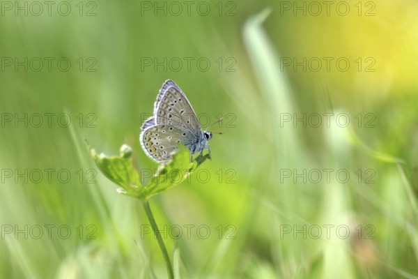 Hauhechel blue butterfly (Polyommatus icarus), male, blue, green, meadow, close-up, North Rhine-Westphalia, Germany, Colourful photo of the small blue butterfly sitting on a leaf