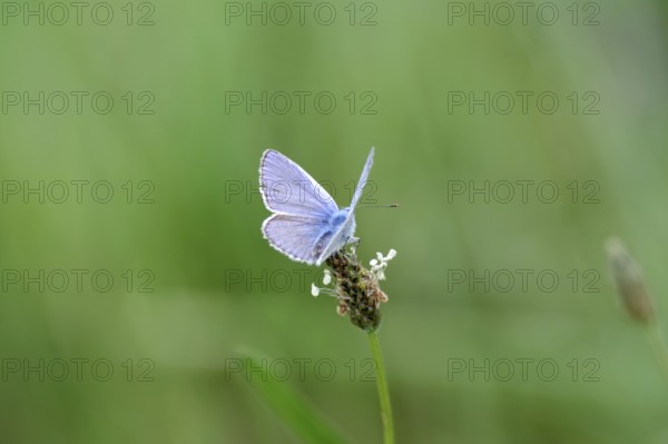 Blue-winged blue butterfly (Polyommatus icarus), male, blue, green, meadow, close-up, North Rhine-Westphalia, Germany