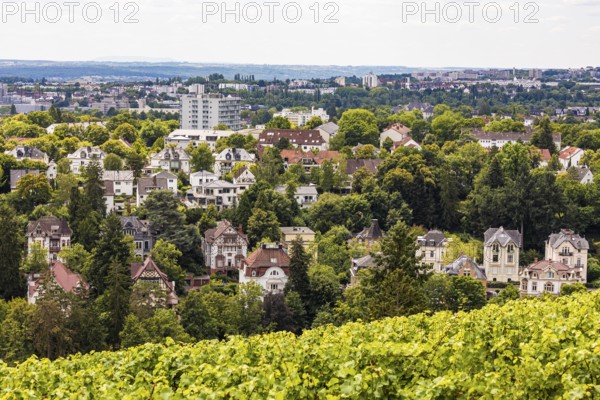 View from the Neroberg over the vineyard and villas from the Wilhelminian era in Wiesbaden, Hesse, Germany