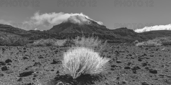 Faded gorse and the peak of Montaña Guajara surrounded by trade clouds, also: Alto de Guajara, 2715 m, crater walls, Caldera de las Cañadas, a huge volcanic collapse, Teide National Park, Parque Nacional del Teide, Tenerife, Canary Islands, Spain
