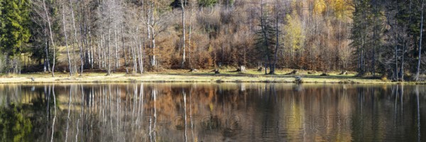 Late autumn, water reflection in moor pond, autumn, near Oberstdorf, Oberallgäu, Allgäu, Bavaria, Germany