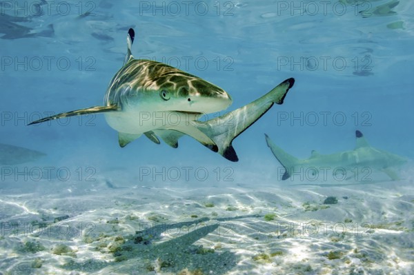 Juvenile young blacktip reef shark (Carcharhinus melanopterus) swims across sand in shallow lagoon off beach on Maldives island, Indian Ocean, Maldives