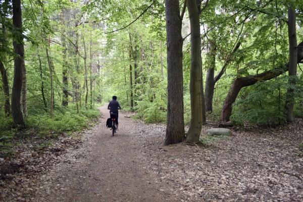 Female cyclist in the beech forest of Jasmund National Park on Rügen, Mecklenburg-Western Pomerania, Germany