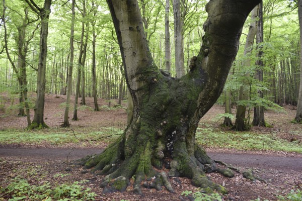 Beech forest in Jasmund National Park on the island of Rügen, Mecklenburg-Western Pomerania, Germany