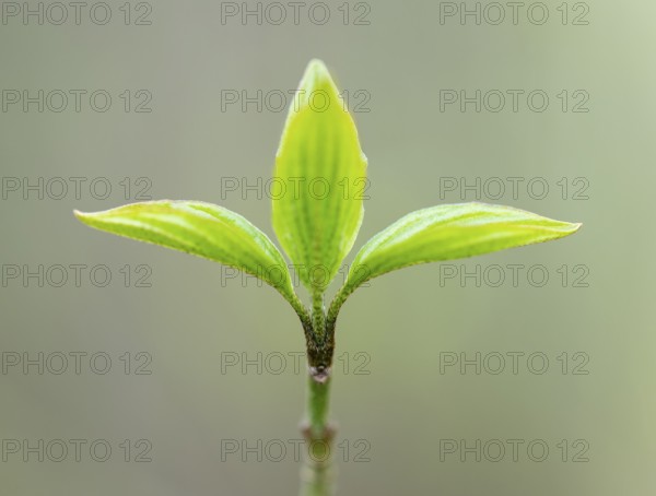 Red dogwood (Cornus sanguinea), young leaves, fresh leaf shoots, Lower Saxony, Germany
