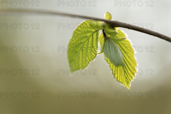 Common hazel (Corylus avellana), young leaves, fresh leaf shoots, Lower Saxony, Germany