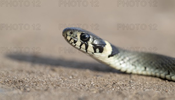 Grass snake (Natrix natrix), portrait, Lower Saxony, Germany