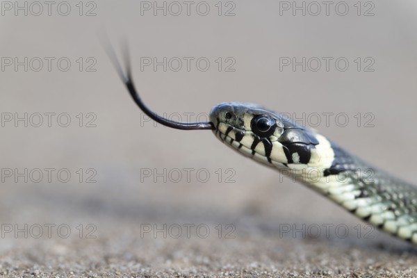 Grass snake (Natrix natrix), portrait, tonguing, forked tongue, Lower Saxony, Germany