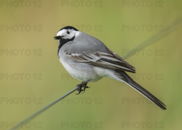 Wagtail (Motacilla alba) standing on a wire fence, Lower Saxony, Germany