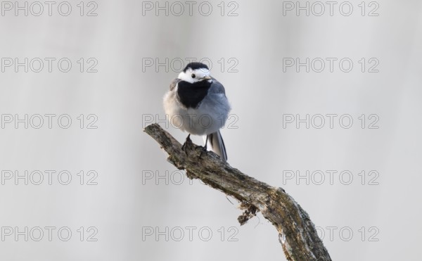 Wagtail (Motacilla alba) standing on a branch, Lower Saxony, Germany