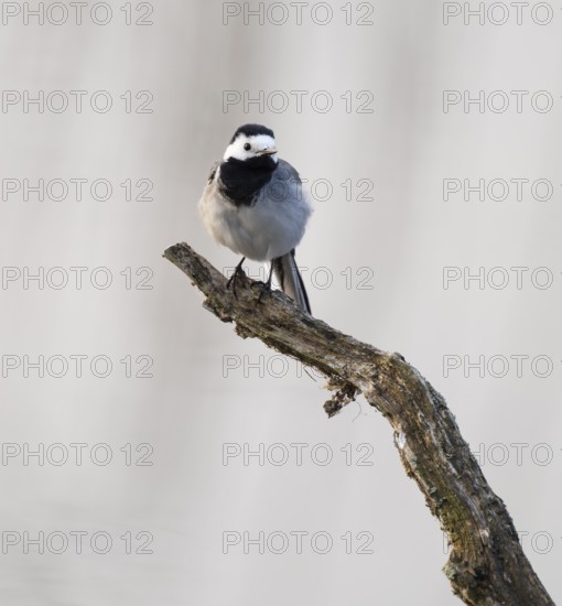 Wagtail (Motacilla alba) standing on a branch, Lower Saxony, Germany