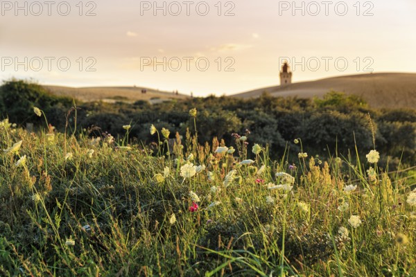 Rubjerg Knude lighthouse on the horizon, walkers on hiking dune, evening mood in summer, Løkken, Lokken, Nordjylland, North Jutland, Denmark