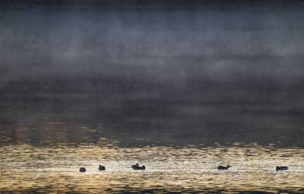 Crickente (Anas crecca), crickenten looking for food on a lake, morning light, clouds of fog, Lower Saxony, Germany
