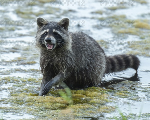 Raccoon (Procyon lotor), looking for food in the shallow water zone of a lake, Lower Saxony, Germany
