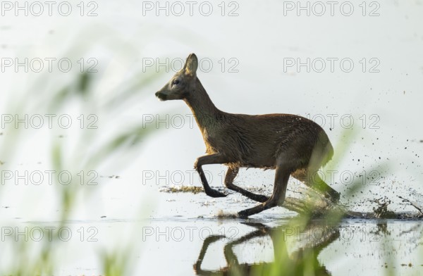 Deer (Capreolus capreolus), young roebuck running through the shallow water zone of a lake, Lower Saxony, Germany