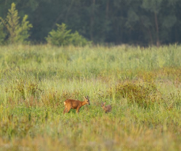 Deer (Capreolus capreolus), ricke and fawn stand on a wet meadow, Lower Saxony, Germany