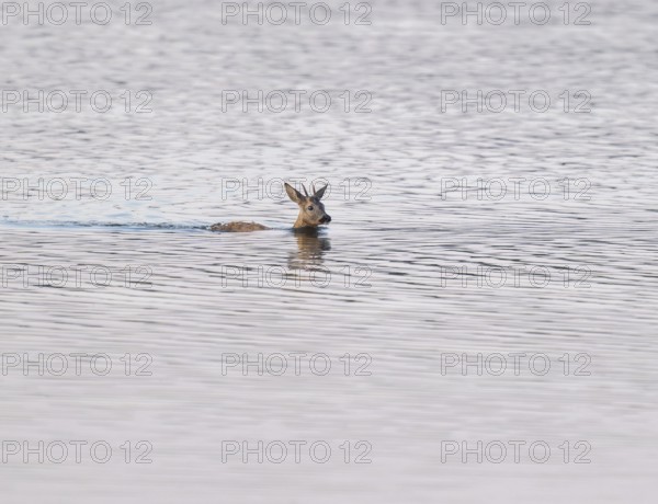 Deer (Capreolus capreolus), young roebuck swimming through a lake, Lower Saxony, Germany