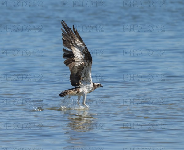 Osprey (Pandion haliaetus) flies over a blue water surface of a lake while hunting fish, Lower Saxony, Germany