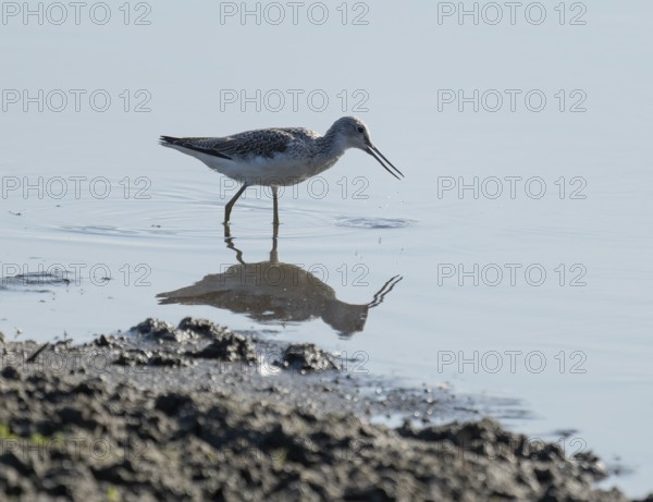 Green thighs (Tringa nebularia) looking for food in the shallow water zone of a body of water, wetland, Lower Saxony, Germany