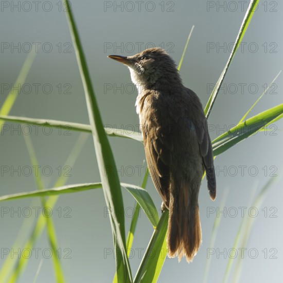 Thrush warbler (Acrocephalus arundinaceus) on a reed, reed (Phragmites australis), Lower Saxony, Germany