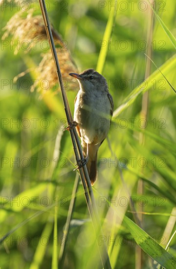 Thrush warbler (Acrocephalus arundinaceus) on a reed, reed (Phragmites australis), Lower Saxony, Germany