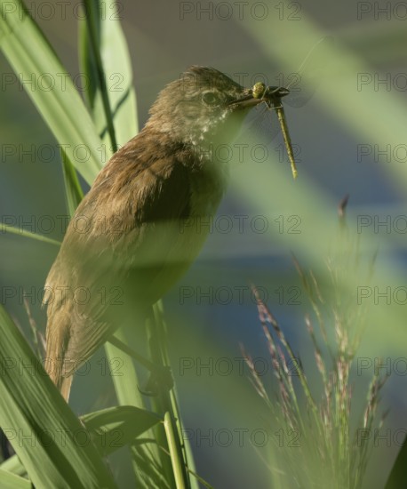 Bluebird (Acrocephalus arundinaceus) on a reed stalk, reed (Phragmites australis), with prey dragonfly (Odonata) in its beak, Lower Saxony, Germany