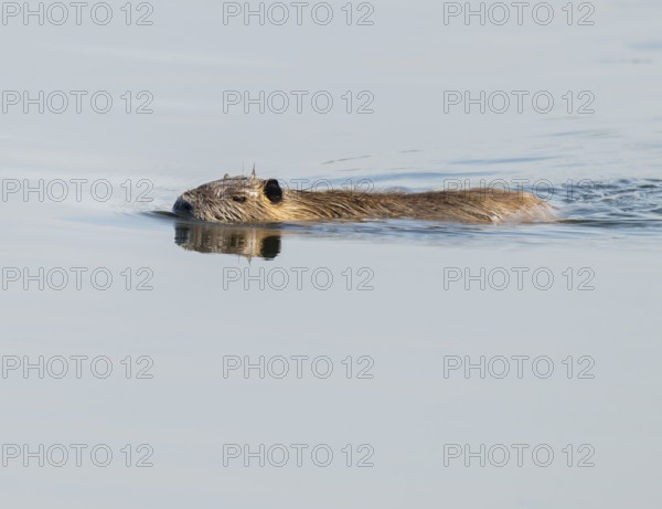 Nutria (Myocastor coypus) swims on a lake, Lower Saxony, Germany