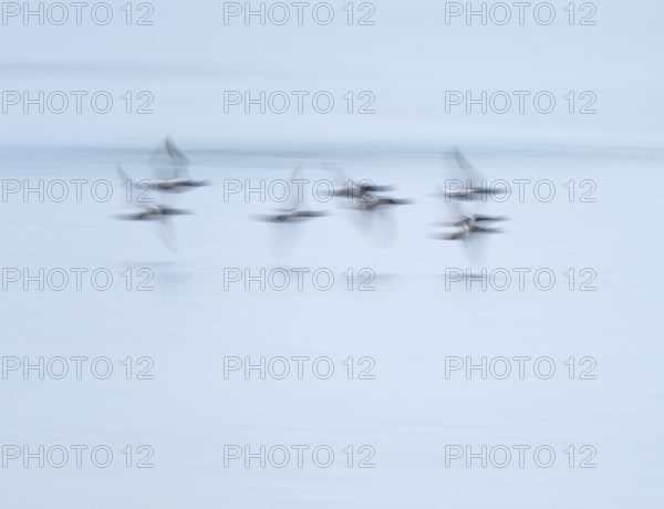 Heron duck (Aythya fuligula), heron flying over a lake, motion blur, long exposure, pull, mopping effect, Lower Saxony, Germany