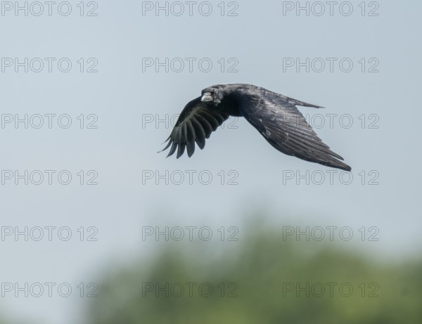 Raven crow (Corvus corone) flying, Lower Saxony, Germany