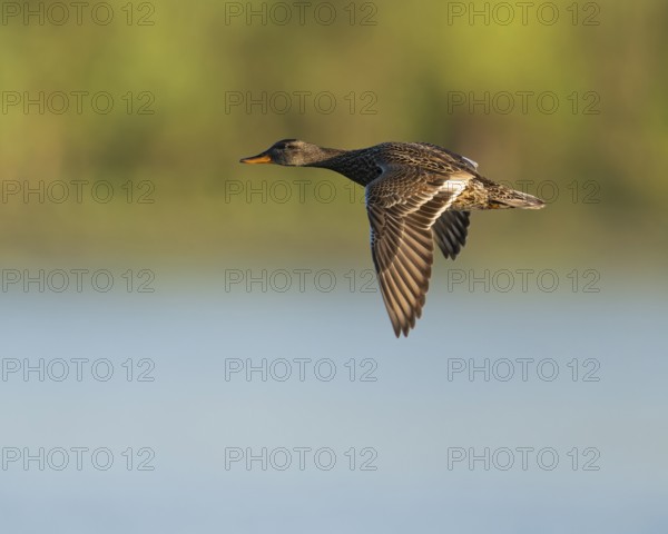 Schnatter duck (Mareca strepera), female flying across a lake, Lower Saxony, Germany
