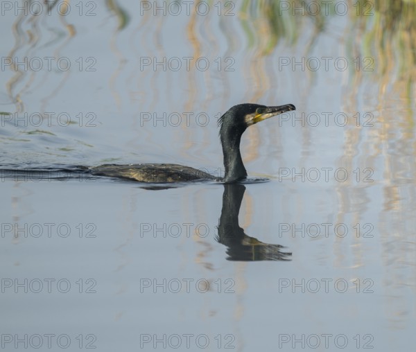 Cormorant (Phalacrocorax carbo) swims on a lake, Lower Saxony, Germany