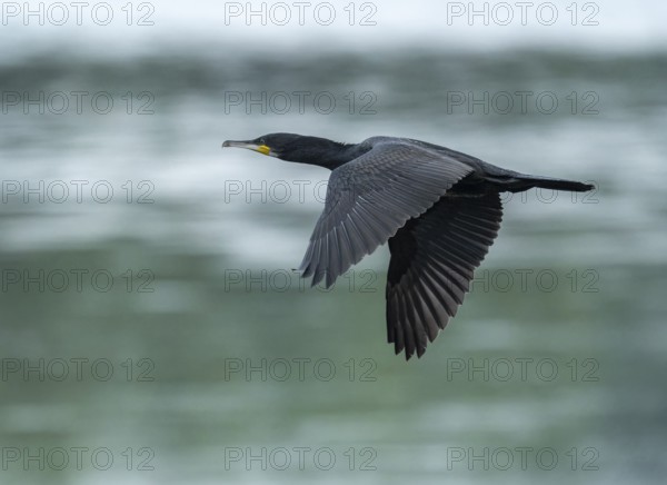 Cormorant (Phalacrocorax carbo) flying, Lower Saxony, Germany