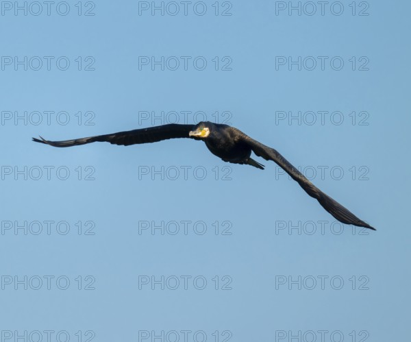 Cormorant (Phalacrocorax carbo) in flight, blue sky, Lower Saxony, Germany