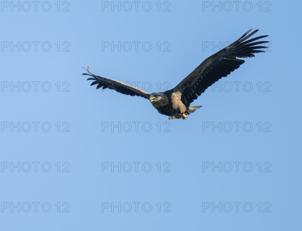 White-tailed eagle (Haliaeetus albicilla) in flight looking for food, blue sky, Lower Saxony, Germany