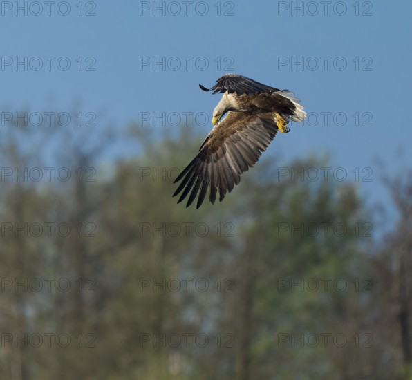 White-tailed eagle (Haliaeetus albicilla) in flight looking for food, Lower Saxony, Germany