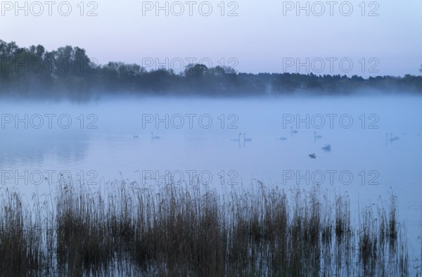 Lake and birds on water in front of sunrise, clouds of fog, Lower Saxony, Germany