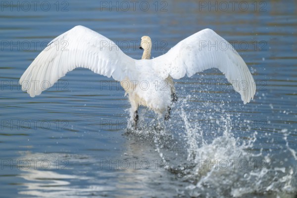 Humped swan (Cygnus olor) takes off from a lake, blue water, Lower Saxony, Germany