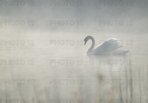 Silted swan (Cygnus olor) swims in impressive position on a lake, fog, Lower Saxony, Germany