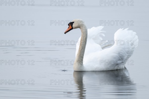 Silted swan (Cygnus olor) swims in impressive position on a lake, Lower Saxony, Germany