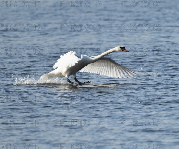 Common swan (Cygnus olor) landing on a lake, Lower Saxony, Germany