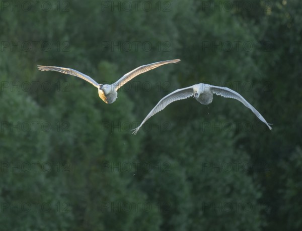 Silted swan (Cygnus olor), two swans in flight, Lower Saxony, Germany